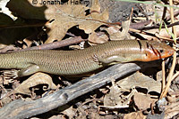 Greater Brown Skink