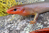 Greater Brown Skink