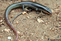 Gilbert's Skink