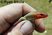 Gilbert's Skink