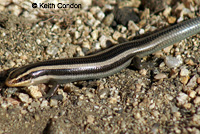 Gilbert's Skink