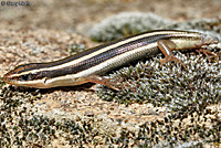 Gilbert's Skink