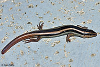 Gilbert's Skink