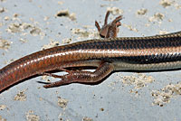 Gilbert's Skink