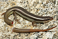 Gilbert's Skink