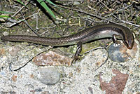 Gilbert's Skink