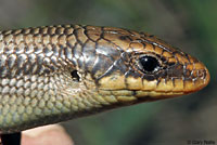 Gilbert's Skink