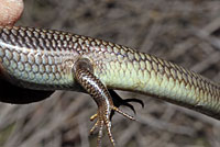 Gilbert's Skink