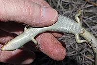 Gilbert's Skink