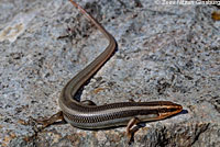 Gilbert's Skink