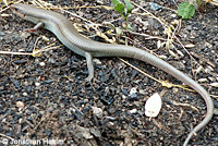 Gilbert's Skink