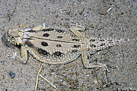 Flat-tail Horned Lizard