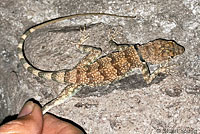 Mearns' Rock Lizard