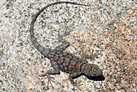 Mearns' Rock Lizard