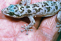 Peninsular Leaf-toed Gecko