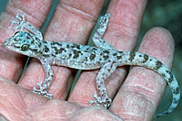 Peninsular Leaf-toed Gecko