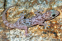 Peninsular Leaf-toed Gecko