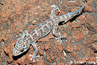 Peninsular Leaf-toed Gecko