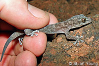 Peninsular Leaf-toed Gecko