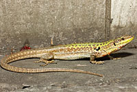 Southern Italian Wall Lizard