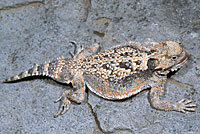 Southern Desert Horned Lizard