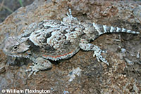 Northern Desert Horned Lizard