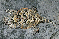 Northern Desert Horned Lizard