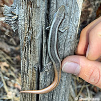 sCoronado Skink