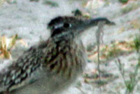 This Long-tailed Brush Lizard fell prey to a Roadrunner.