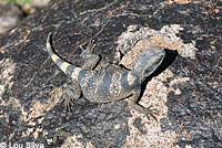 Common Chuckwalla
