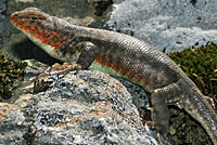 Western Sagebrush Lizard
