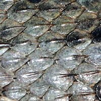 sagabrush lizard scales