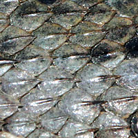 lizard skin