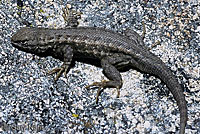 Southern Sagebrush Lizard