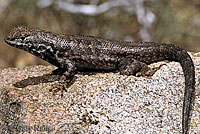 Southern Sagebrush Lizard