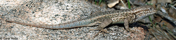 Southern Sagebrush Lizard