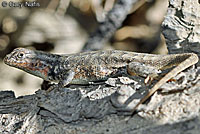 Southern Sagebrush Lizard