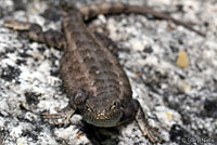 Southern Sagebrush Lizard