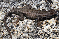 Southern Sagebrush Lizard