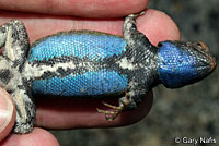 Southern Sagebrush Lizard