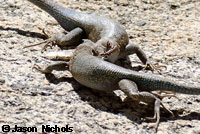 Southern Sagebrush Lizard