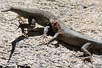 Southern Sagebrush Lizard