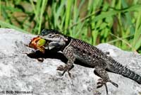 Bob Herrmann © took these outstanding photos of an adult male  Yarrow's Spiny Lizard eating a bug in the Huachuca Mountains of Arizona.   