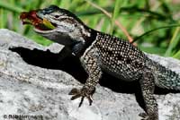 Bob Herrmann © took these outstanding photos of an adult male  Yarrow's Spiny Lizard eating a bug in the Huachuca Mountains of Arizona.   