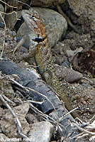 desert spiny lizard