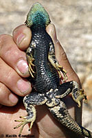 yellow-backed spiny lizard