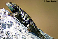 yellow-backed spiny lizard