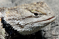 yellow-backed spiny lizard