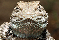 yellow-backed spiny lizard