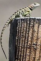 yellow-backed spiny lizard